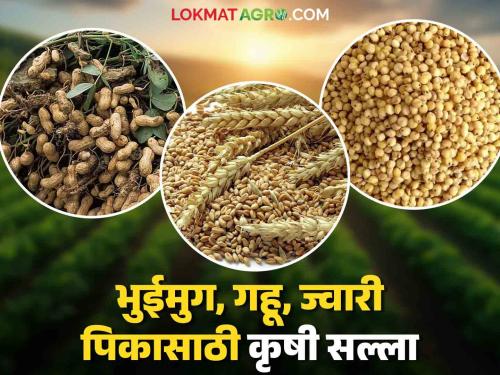 agro advisory: Marathwada Agricultural University has given agricultural advisory for groundnut, wheat, jowar crops. Read in detail | agro advisory : भुईमुग, गहू, ज्वारी पिकासाठी मराठवाडा कृषी विद्यापीठाने दिलाय कृषी सल्ला वाचा सविस्तर