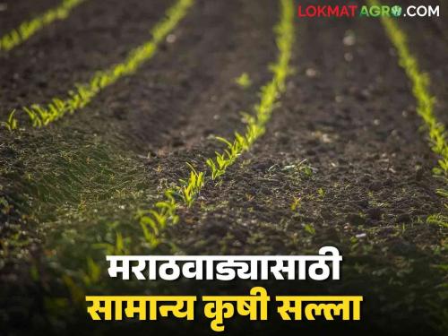 Agro Advisory : Do this in cloudy weather crop planning Read detailed | Agro Advisory : ढगाळ हवामानात असे करा पिकांचे नियोजन वाचा सविस्तर