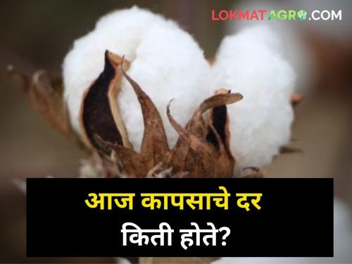 After onion, the price of cotton also eclipsed! Purchase at less than guaranteed price | कांद्यानंतर कापसाच्या दरालाही लागले ग्रहण! हमीभावापेक्षा कमी दराने खरेदी