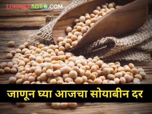 maharashtra farmer agriculture market yard How much did soybeans get rate today | आज सोयाबीनला किती मिळाला दर?