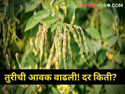 agriculture market yard farmer toor income in market increased | तुरीची आवक वाढली! पण दर किती? जाणून घ्या सविस्तर