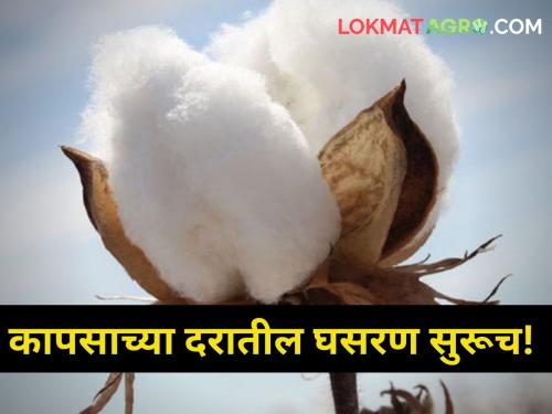 The decline in cotton prices continues How much did you get today maharashtra agriculture farmer market yard | कापसाच्या दरातील घसरण सुरूच! आज किती मिळाला दर?