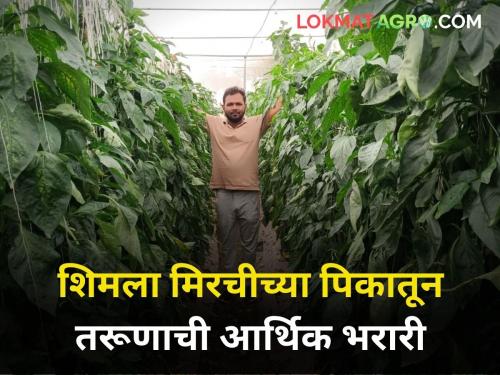 Our agriculture is heavier than the job! Young man's financial boost from capsicum crop | नोकरीपेक्षा गड्या आपली शेतीच भारी! शिमला मिरचीच्या पिकातून तरूणाची आर्थिक भरारी