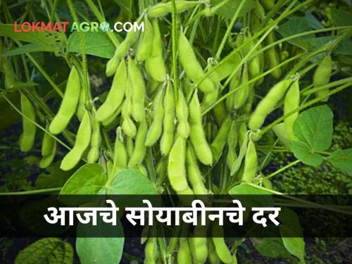 maharashtra agriculture farmer soybean market rate today | जाणून घ्या आजचे सोयाबीनचे दर