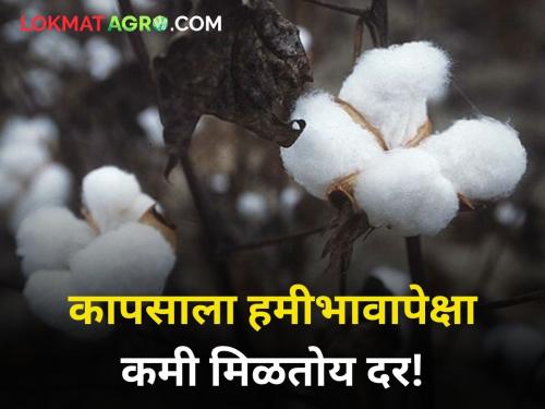 Cotton is getting less than guaranteed price farmer agriculture market yard | कापसाला हमीभावापेक्षा कमी मिळतोय दर! शेतकऱ्यांची दोन्हीकडून कोंडी