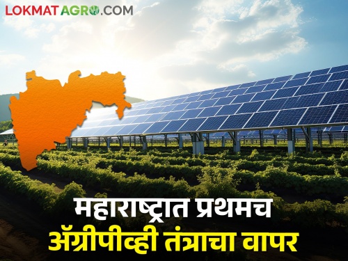It is possible to cultivate crops along with generating electricity from solar energy.. This is a new technology | सौर उर्जेतुन वीज निर्मिती सोबत पिकांची लागवड शक्‍य.. आलं हे नवीन तंत्रज्ञान