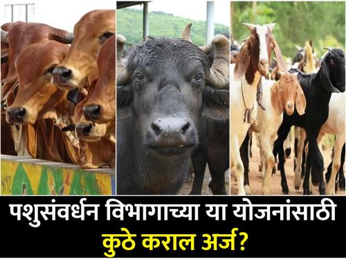 How to apply for various personal benefit schemes under animal husbandry department? | पशुसंवर्धन विभागांतर्गत विविध वैयक्तिक लाभाच्या योजनांसाठी कसा कराल अर्ज?