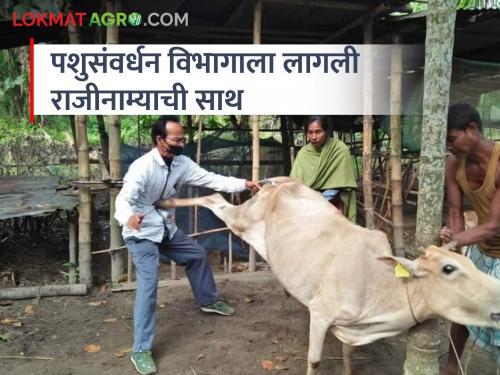 Why depression is increasing in animal husbandry department; Take action soon | पशुसंवर्धन विभागात नैराश्य का वाढतंय; लवकरच करा उपाययोजना