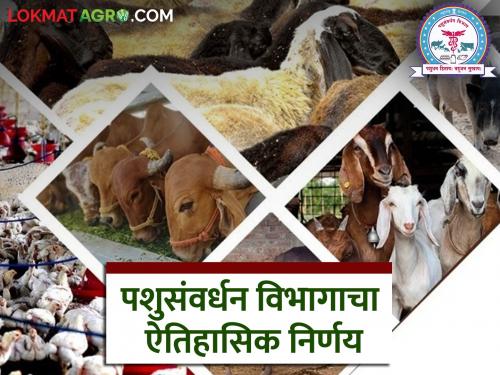 550 officers transferred through counseling in Animal Husbandry Department; This pattern will be maintained | पशुसंवर्धन विभागात ५५० अधिकाऱ्यांच्या समुपदेशनाने बदल्या; हा पॅटर्न कायम ठेवणार