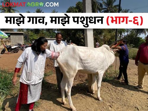 How to identify the heating stage in livestock and when to do artificial insemination | कसा ओळखाल जनावरांतील माज व कधी कराल कृत्रिम रेतन