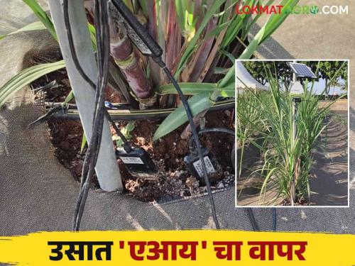 AI in Sugarcane : Experimentation with AI based sugarcane farming can be a game changer for farmers | AI in Sugarcane : एआय आधारित ऊस शेती हा प्रयोग शेतकऱ्यांसाठी ठरू शकतो गेमचेंजर