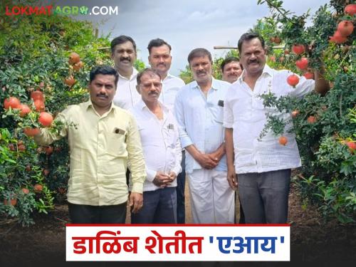 70 kg of pomegranate extracted from a single tree using AI in pomegranate cultivation | डाळिंब पिकात 'एआय'चा वापर करून एका झाडापासून काढला ७० किलो माल