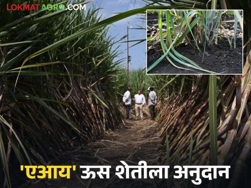 Farmers, now do 'AI' based sugarcane farming; 'This' bank is providing subsidy | शेतकऱ्यांनो आता करा 'एआय' आधारित उसाची शेती; 'ही' बँक देतेय अनुदान