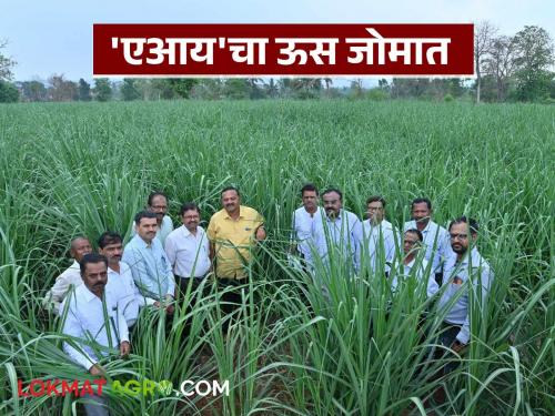 This farmer from Kolhapur has flourished low-cost sugarcane farming through AI | कोल्हापुरातील या शेतकऱ्याने 'एआय'द्वारे फुलविली कमी खर्चातील ऊस शेती