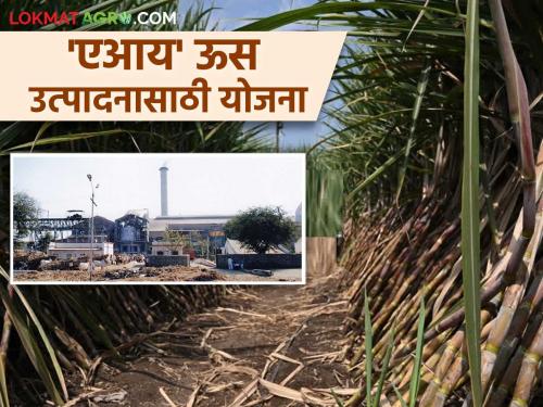 This sugar factory in the state will use AI technology for sugarcane cultivation; How to register? | राज्यातील 'हा' साखर कारखाना ऊस लागवडीसाठी वापरणार 'एआय' तंत्रज्ञान; कशी कराल नोंदणी?