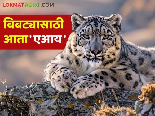 Artificial Intelligence for Leopard : Now 'AI' will tell the leopard movement in rural area read in detail | Artificial Intelligence for Leopard : आता 'एआय'च सांगणार बिबट्या आला रे आला.. वाचा सविस्तर