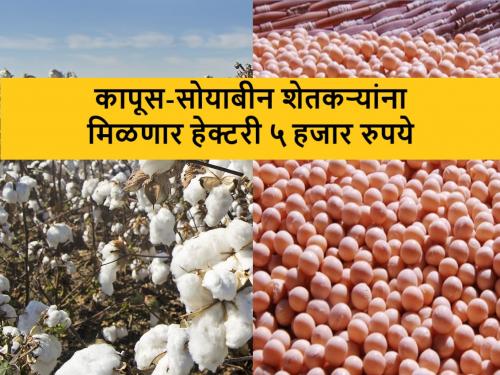 Maharashtra Budget 2024: five thousand per hector aid for Maharashtra soybean and cotton farmers | Maharashtra Budget 2024: सोयाबीन-कापूस शेतकऱ्यांना आचारसंहिता संपताच मिळणार हेक्टरी ५ हजारांचे अनुदान