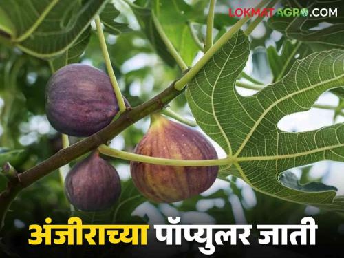 Anjeer Variety : Read in detail how much sugar content in which variety of fig | Anjeer Variety : अंजीराच्या कोणत्या जातीत किती साखरचे प्रमाण वाचा सविस्तर