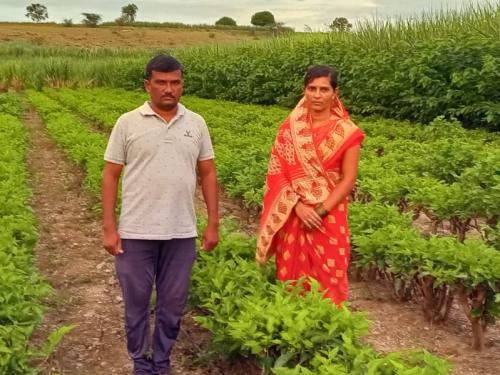 How did the young farmer of Phaltan earn millions of rupees from sericulture? | गवंडीकाम करणाऱ्या फलटणच्या तांबेंनी रेशीम शेतीतून लाखो रुपये कसे कमावले?