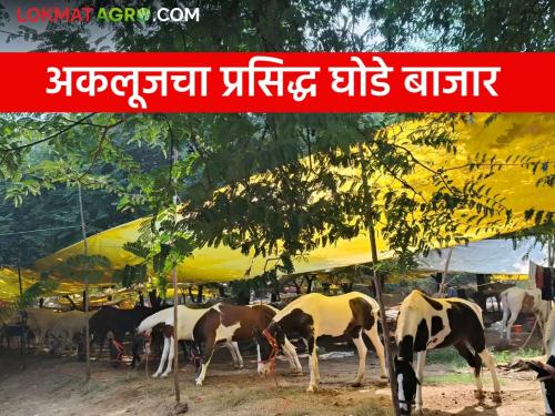 Akluj Ghoda Bazar : The turnover of Akluj market committee horse market is around 2 crores | Akluj Ghoda Bazar : अकलूज बाजार समितीच्या घोडेबाजारात तब्बल २ कोटींची उलाढाल