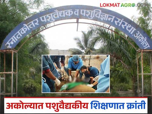 latest news Akola Veterinary College: A new dimension to veterinary education in Akola! Read in detail | Akola Veterinary College : अकोल्यात पशुवैद्यकीय शिक्षणाला नवा आयाम! वाचा सविस्तर