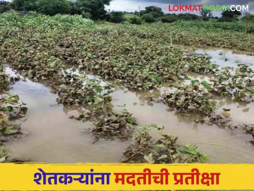 Crop Damage : Loss of crops on thousands of hectares; Report sent to Divisional Commissioner | Crop Damage : हजारो हेक्टरवरील पिकांचे नुकसान; विभागीय आयुक्तांकडे पाठविला अहवाल