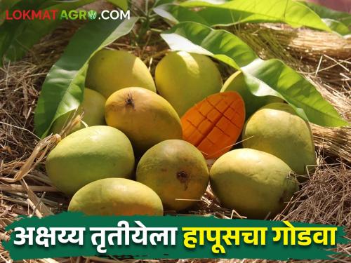 On Akshaya Tritiya, 1 lakh Hapus Mango Peti arrival in Mumbai market committee | Mango Market अक्षय्य तृतीयेला मुंबई बाजार समितीत १ लाख हापूस पेट्यांची आवक
