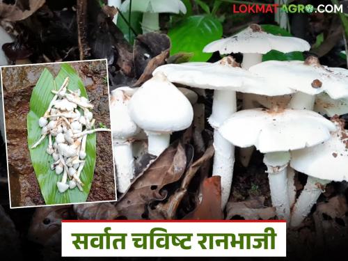 These are the numerous benefits of eating 'Alambi', the most delicious wild vegetable that comes during the monsoon | पावसाळ्यात येणारी सर्वात चविष्ट रानभाजी 'अळंबी' खाल्याने होतायत 'हे' असंख्य फायदे