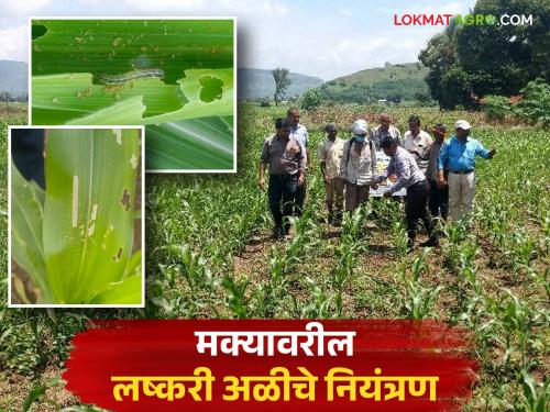 latest News lashkri ali niyantran Maize has been sown, spray to control armyworm, read in detail | मका पेरलाय, लष्करी अळीच्या नियंत्रणासाठी ही फवारणी कराच, वाचा सविस्तर 
