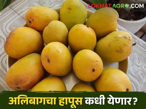 This mango, which is famous in the state for its distinct mellow taste, will soon hit the market | वेगळ्या मधुर चवीसाठी राज्यात प्रसिद्ध असलेला हा आंबा लवकरच येणार बाजारात