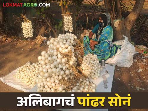 Alibaug White Onion: Alibaug white onion will have a big market in future | Alibaug White Onion : अलिबागच्या पांढऱ्या कांद्याला मोठी बाजारपेठ उपलब्ध होणार