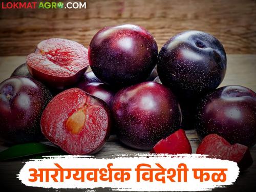 This exotic fruit has been launched in the market to control diabetes and keep the heart healthy | मधुमेहावर नियंत्रण आणि हृदय सुदृढ ठेवण्यासाठी बाजारात आलंय 'हे' विदेशी फळ