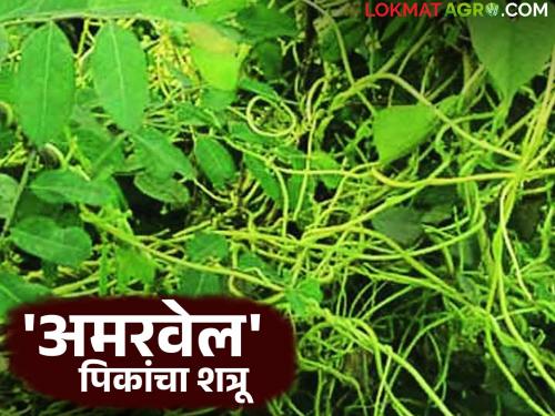 latest news Amarvel: Amarvel's blight: Crop damage, 'come' to plan measures for control | Amarvel : अमरवेलचा विळखा : पिकांची हानी, नियंत्रणासाठी 'या' करा उपायायोजना