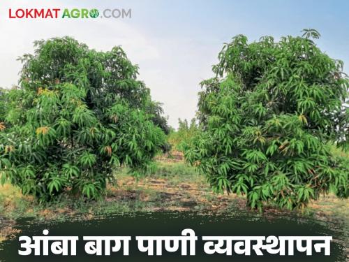 Latest News Amba Bag Management How to manage water in mango orchards or new cuttings, know in detail | Amba Bag Management : आंबा बाग किंवा नवीन कलमांना पाणी व्यवस्थापन कसे करावे, जाणून घ्या सविस्तर 