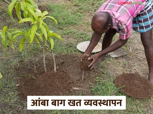 Latest News amba Lagvad What fertilizers should you give to your mango farm see details | Amba Lagvad : आंबा बागेला कोणकोणती खते द्याल? खते देण्याची पद्धत समजून घ्या! 