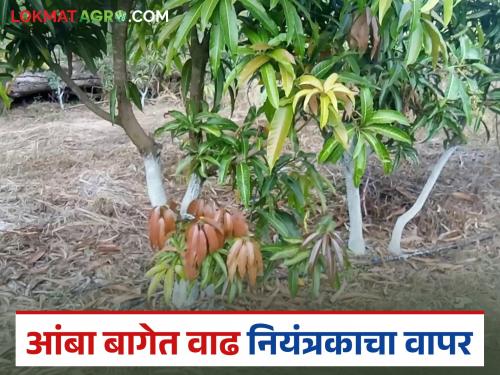 Latest News When and how to use growth regulators in mango farm Learn in detail | आंबा बागेत वाढ नियंत्रकाचा वापर केव्हा आणि कसा करावा? जाणून घ्या सविस्तर 