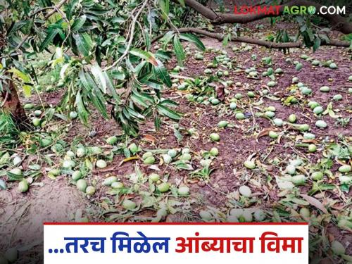 Farmers, if mangoes are damaged due to wind, report to this toll-free number only then will you get insurance | शेतकऱ्यांनो वाऱ्यामुळे आंब्याचे नुकसान झाल्यास या टोल फ्री क्रमांकावर तक्रार करा तरच मिळेल विमा