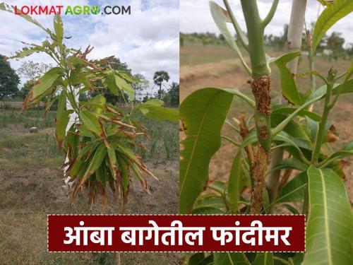 Latest News Mango trees are dying in farm 'these' solutions will be beneficial | Amba lagvad : आंबा बागेत फांदीमर होतेय, 'हे' उपाय ठरतील फायदेशीर 