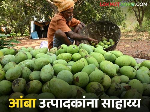 Latest News Financial assistance to farmers if mango market price falls below MIP, read in detail | आंबा बाजारभाव एमआयपीपेक्षा कमी झाल्यास शेतकऱ्यांना अर्थ साहाय्य, वाचा सविस्तर 