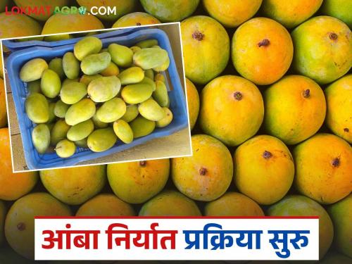 US Food and Drug Inspectors arrive in India; Mango export operations begin from today | अमेरिकेचे अन्न व औषध निरीक्षक भारतात दाखल; आजपासून आंबा निर्यात कार्यवाही सुरु