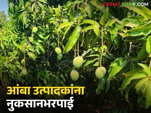 A fund of Rs 15 lakh has been approved for the losses of mango growers in this district of the state. | राज्यातील 'या' जिल्ह्यात आंबा बागायतदारांना नुकसानापोटी १५ लाखांचा निधी मंजूर