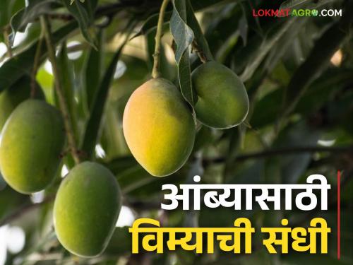 Fal Pik Vima : November 30th deadline for mango fruit crop insurance apply today | Fal Pik Vima : आंबा फळ पिक विम्यासाठी ३० नोव्हेंबर अंतिम मुदत आजच अर्ज करा