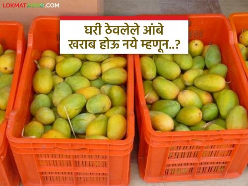 Latest News Mango Season store mangoes you brought home for longer time, try this trick | Mango Season : घरी आणलेले आंबे जास्त काळ साठवायचे असतील तर 'हे' करून पहा!