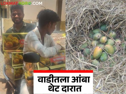Latest News Mango Season Direct home delivery of mangoes grown in grass, by Nashik harsul farmers | Amba Vikri : गवतात पिकवलेल्या आंब्याची थेट घरपोच विक्री, नाशिकच्या शेतकऱ्यांचा प्रयोग 