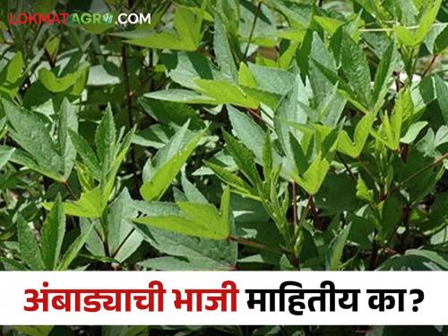 Latest News Wardha farmer's organic ambadi bhaji farming, high demand from customers | Ambadichi Bhaji : वर्ध्याच्या शेतकऱ्याची सेंद्रिय अंबाडीची शेती, या भाजीला ग्राहकांची मोठी मागणी 