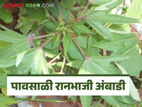 latest news Rannbhaji ambadi useful for caring heart, eyes, hair, and bones healthy read benefits and recipe | Ranbhaji Ambadi : हृदय, डोळे, केस, हाडे निरोगी ठेवण्यासाठी अंबाडीची भाजी उपयुक्त, वाचा सविस्तर 