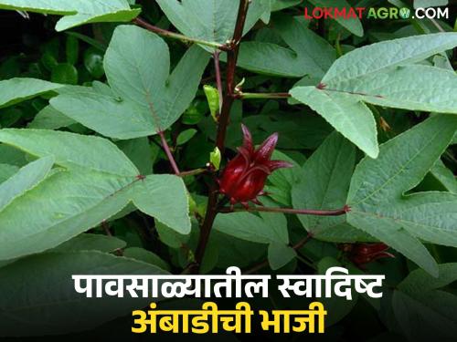 latest news Ambadi Bhaji Benefits: Why is ambadi vegetable eaten during monsoon? Read in detail | Ambadi Bhaji Benefits : पावसाळ्यात का खाल्ली जाते अंबाडीची भाजी? वाचा सविस्तर