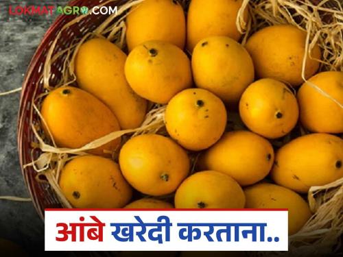 latest news amba kharedi What precautions should be taken while buying mango Read in detail | Amba Kharedi : आंबे खरेदी करताय? खरेदी करताना काेणती काळजी घ्यावी? वाचा सविस्तर 