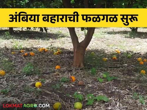 This year, the fruiting of Ambia Bahar of Mosambi starts at the beginning of July | यंदा जुलैच्या सुरुवातीलाच मोसंबीच्या अंबिया बहाराची फळगळ सुरू