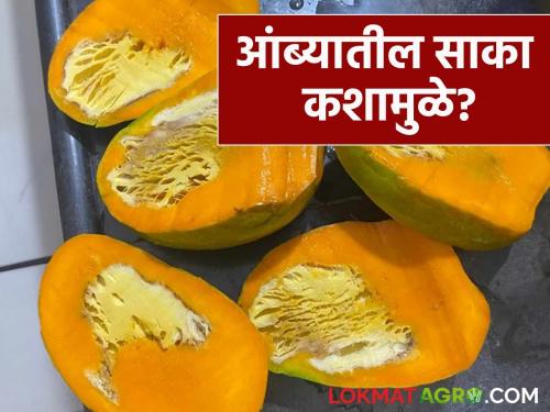 Mango spongy tissue and fruit rot can cause fruit spoilage; how to remedy this? | आंब्यातील साका आणि फळकुज यामुळे फळे खराब होण्याची शक्यता; कसे कराल उपाय?